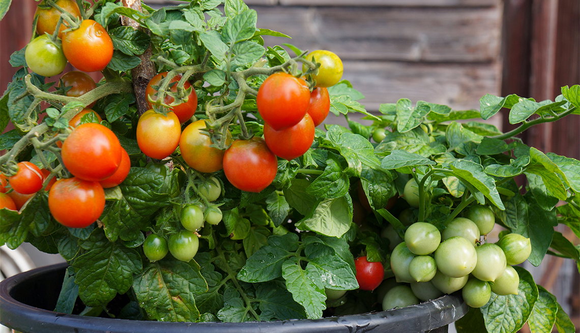 verduras fáciles de cultivar